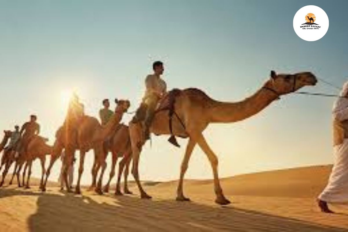 Best Discover the Cultural Beauty of Camel Riding Abu Dhabi