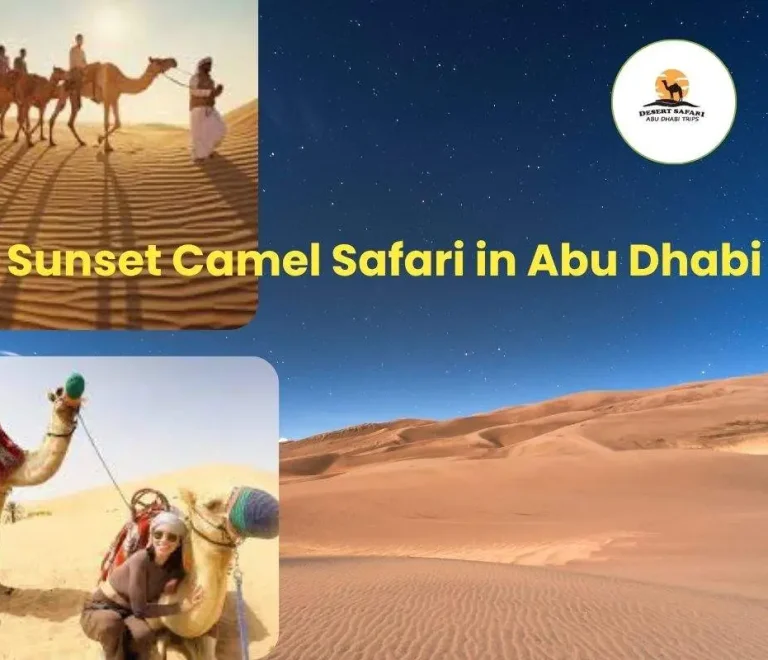 Sunset Camel Safari in Abu Dhabi